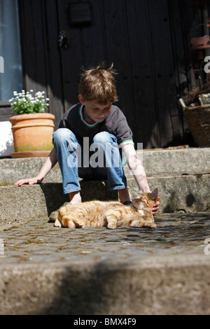 Il gatto domestico, il gatto di casa, European Shorthair (Felis silvestris f. catus), Little Boy è delineare un rosso tomcat Foto Stock