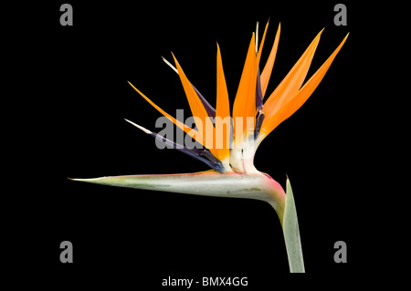 Uccello del paradiso o gru fiore, Strelitzia reginae Foto Stock