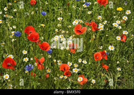 Cornfield wildlfowers, papaveri, mais Le calendule, mais Calendula & occhio di bue margherite Foto Stock