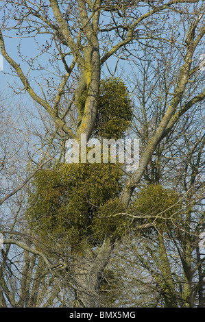 I ciuffi di vischio, Viscum album, crescendo come parassiti su Poplar Tree Foto Stock