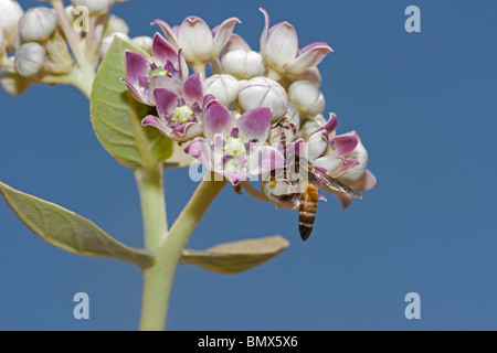 Alimentazione Hymenopteran su milkweed gigante o cotone francese o apple di Sodoma Calotropis procera Rathambore India Foto Stock