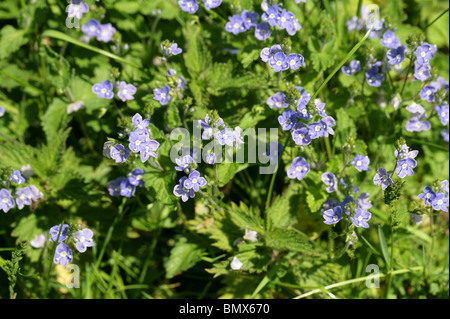 Germander Speedwell, Veronica chamaedrys, Plantaginaceae (Scrophulariaceae). Noto anche come gatti occhio. Un britannico di fiori selvatici. Foto Stock