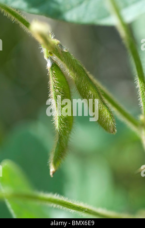 I fagioli di soia a crescere su di un impianto in un campo. Foto Stock