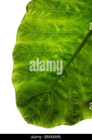 La fine di una pianta verde foglia, sfondo bianco Foto Stock