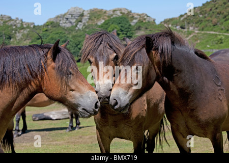 Tre Exmoor pony avente Valle di discussione delle rocce Exmoor North Devon Regno Unito Foto Stock