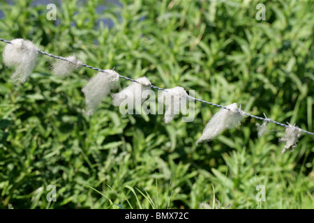 La lana di ovini catturati su un filo spinato Foto Stock