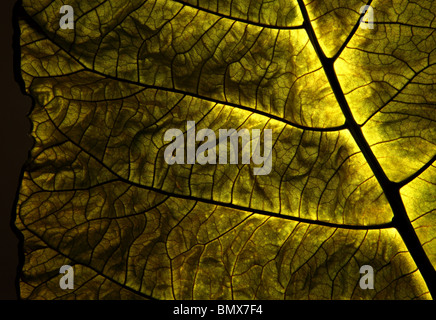 Una singola pianta verde foglia, sfondo nero Foto Stock