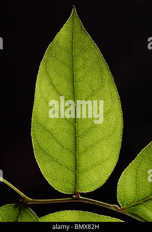 Pianta verde foglia su un ramo, sfondo nero Foto Stock