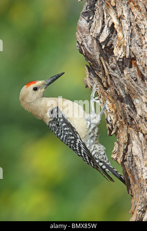 Picchio Gila maschio adulto Foto Stock