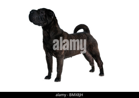 Bella mostra di pila di un campione Shar-Pei Foto Stock