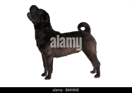 Spettacolo classico pila di un campione Shar-Pei Foto Stock