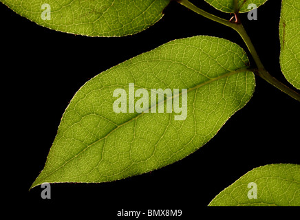 Pianta verde foglie su un ramo, sfondo nero Foto Stock