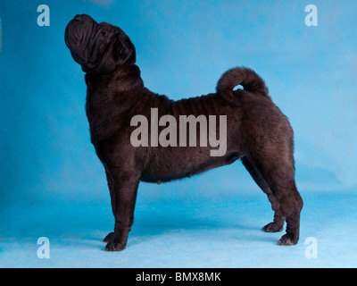 Spettacolo classico pila di un campione Shar-Pei Foto Stock