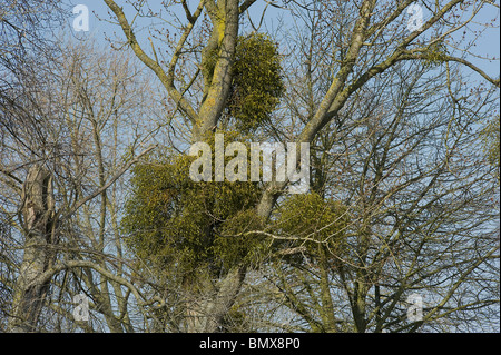 I ciuffi di vischio, Viscum album, crescendo come parassiti su Poplar Tree Foto Stock