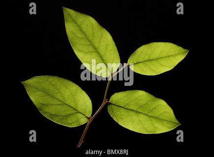 Quattro pianta verde foglie su un ramo, sfondo nero Foto Stock