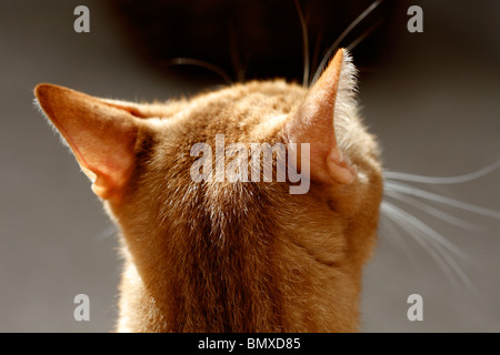 Close up of a red cat Foto Stock