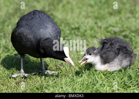 Eurasian Coot fulica atra Juvenille alimentazione prese a Martin mera WWT, LANCASHIRE REGNO UNITO Foto Stock