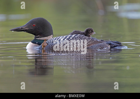 Adulto Loon comune con pulcino equitazione sulla sua schiena Foto Stock