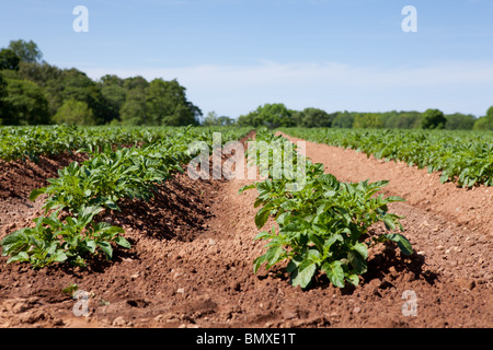 Un campo con profondi solchi crescente della patata in Scottish Borders Foto Stock