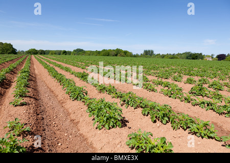 Un campo con profondi solchi crescente della patata in Scottish Borders Foto Stock