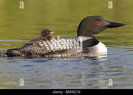 Comune di Loon chick cavalcare su adulti indietro Foto Stock