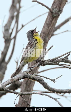 Maschio di Kirtland Trillo cantando Foto Stock