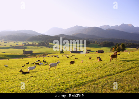 Caprini in prato con le montagne del Wetterstein in background Foto Stock