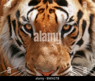 Una tigre maschio faccia estrema close up shot. La foto è stata scattata nel Parco Nazionale di Kanha, India Foto Stock