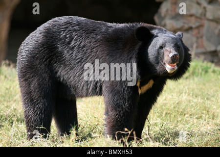 Asiatico orso nero in piedi nel suo contenitore. La foto è stata scattata in New Delhi Zoo, India Foto Stock