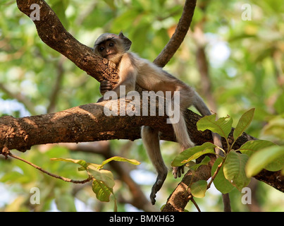 Un Langur grigio baby in appoggio su di un ramo di albero in Bandhavgarh National Park, India Foto Stock