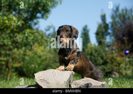 Wire-haired bassotto, Filo-dai capelli del cane di salsiccia, cane domestico (Canis lupus f. familiaris), stando in piedi in un prato con ribalta le Foto Stock