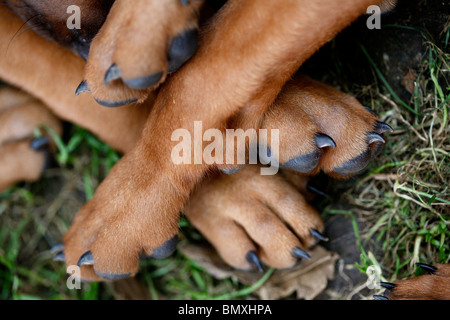 Ridgeback rhodesiano (Canis lupus f. familiaris), zampe di alcuni whelps di cui uno sulla sommità dell'altro Foto Stock