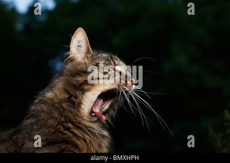 Il gatto domestico, il gatto di casa, European Shorthair (Felis silvestris f. catus), sbadigli Foto Stock