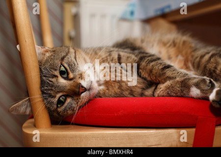 Il gatto domestico, il gatto di casa, European Shorthair (Felis silvestris f. catus), che giace e Sonnecchia sul cuscino del sedile di una sedia da cucina Foto Stock