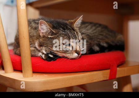 Il gatto domestico, il gatto di casa, European Shorthair (Felis silvestris f. catus), che giace e Sonnecchia sul cuscino del sedile di una sedia da cucina Foto Stock