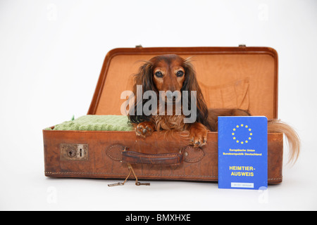 Con i capelli lunghi Bassotto a pelo lungo cane salsiccia, cane domestico (Canis lupus f. familiaris), che giace in una valigia aperta con un animale da compagnia Foto Stock