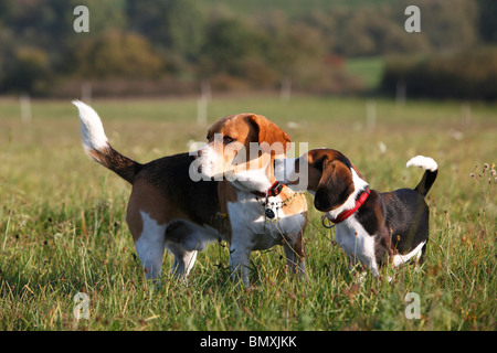 Beagle (Canis lupus f. familiaris), cucciolo cercando di ottenere l'attenzione di un adulto Foto Stock