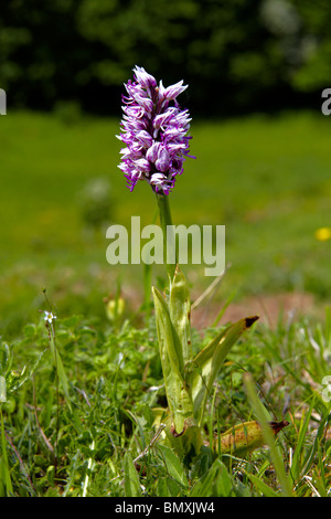 Orchide omiciattolo (Orchis simia) cresce su chalk downland Foto Stock