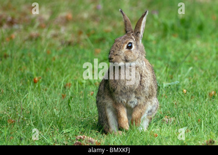 Coniglio oryctolagus cuniculus cercando alert come si richiede un rapido sguardo intorno Foto Stock