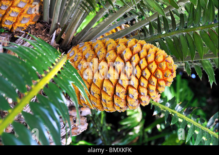 .Cycad cono, Encephalartos Transvenosus - Monte Palace giardino botanico, Monte, di Madera Foto Stock