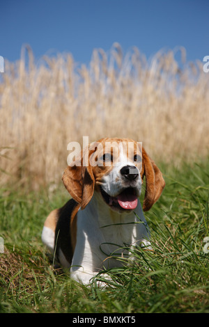 Beagle (Canis lupus f. familiaris), seduta in erba a bordo di un maturo campo di grano Foto Stock