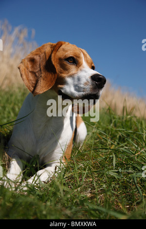 Beagle (Canis lupus f. familiaris), seduta in erba al bordo di un grano maturo campo ricerca Foto Stock