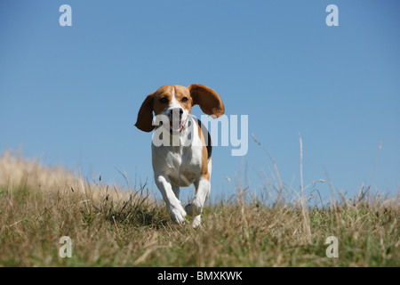 Beagle (Canis lupus f. familiaris), in esecuzione attraverso un prato Foto Stock