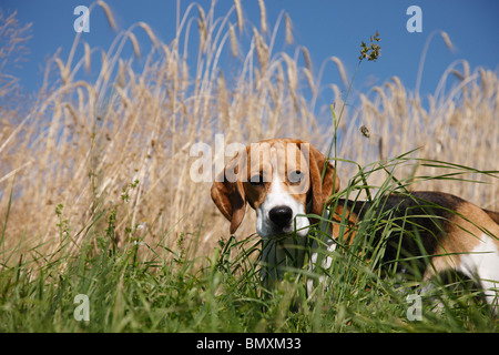 Beagle (Canis lupus f. familiaris), stando in erba a bordo di un maturo campo di grano Foto Stock