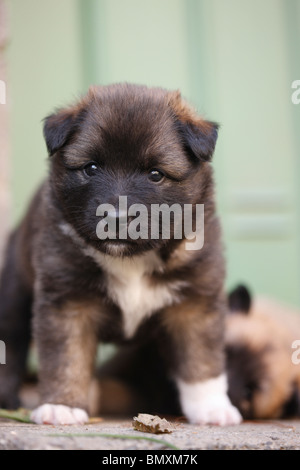 Sheepdog islandese (Canis lupus f. familiaris), due whelps Foto Stock