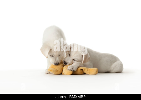 Due simpatici cuccioli bianchi a giocare con un giocattolo su sfondo bianco Foto Stock