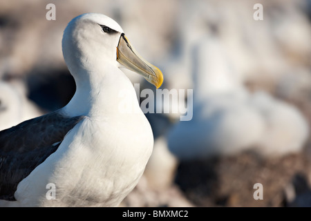 Timido Albatross Thalassarche cauta Foto Stock