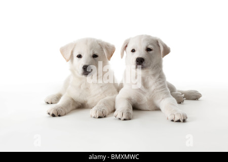 Due simpatici cuccioli bianchi su sfondo bianco Foto Stock