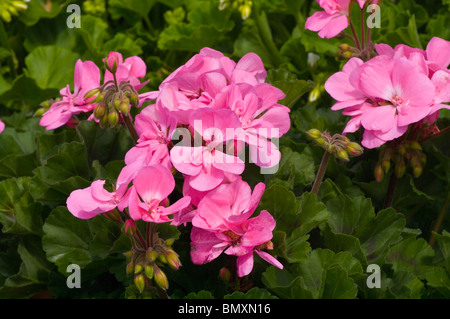 Pelargoniums rosa Foto Stock