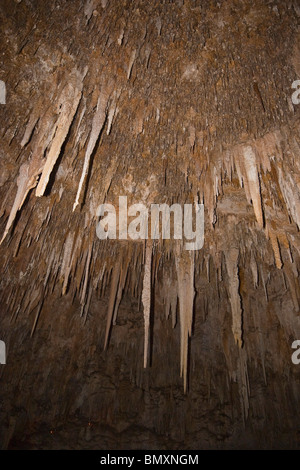 Guardando verso l'alto a stalattiti sul soffitto della grotta Ngilgi, calcare a grotta carsica vicino sistema Yallingup, Australia occidentale Foto Stock